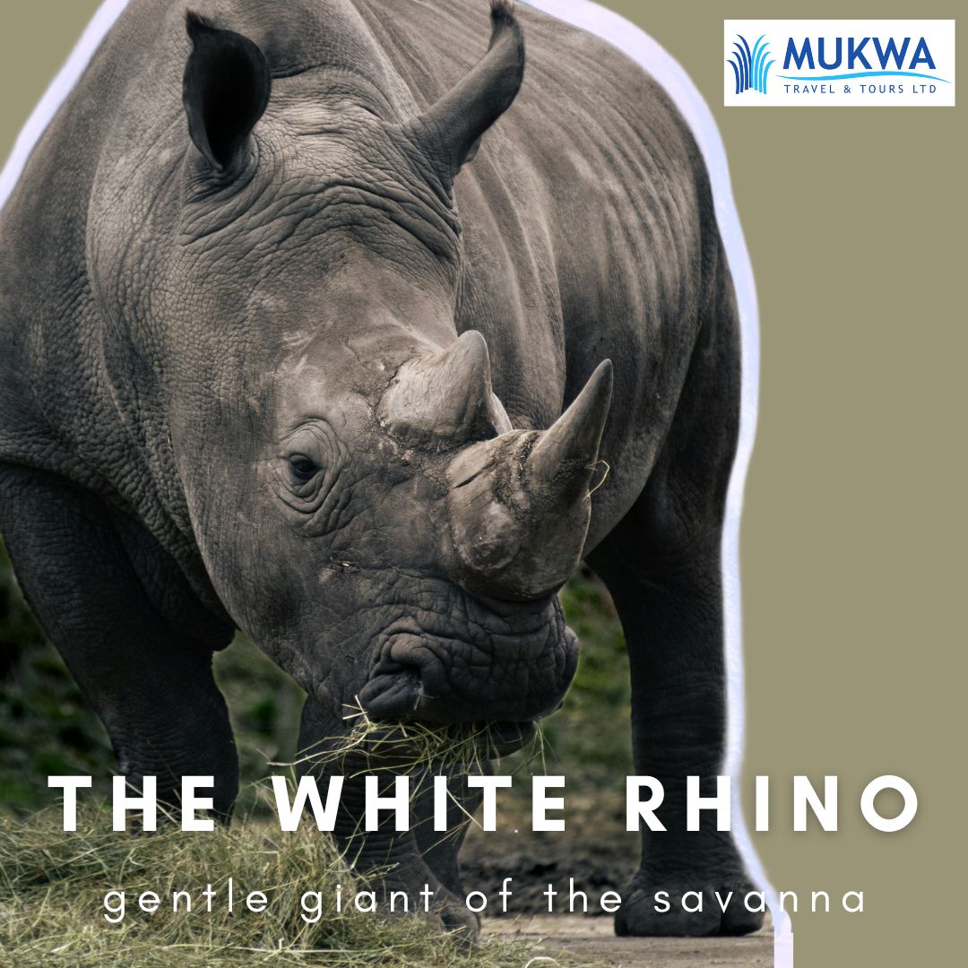 White Rho White Rhino